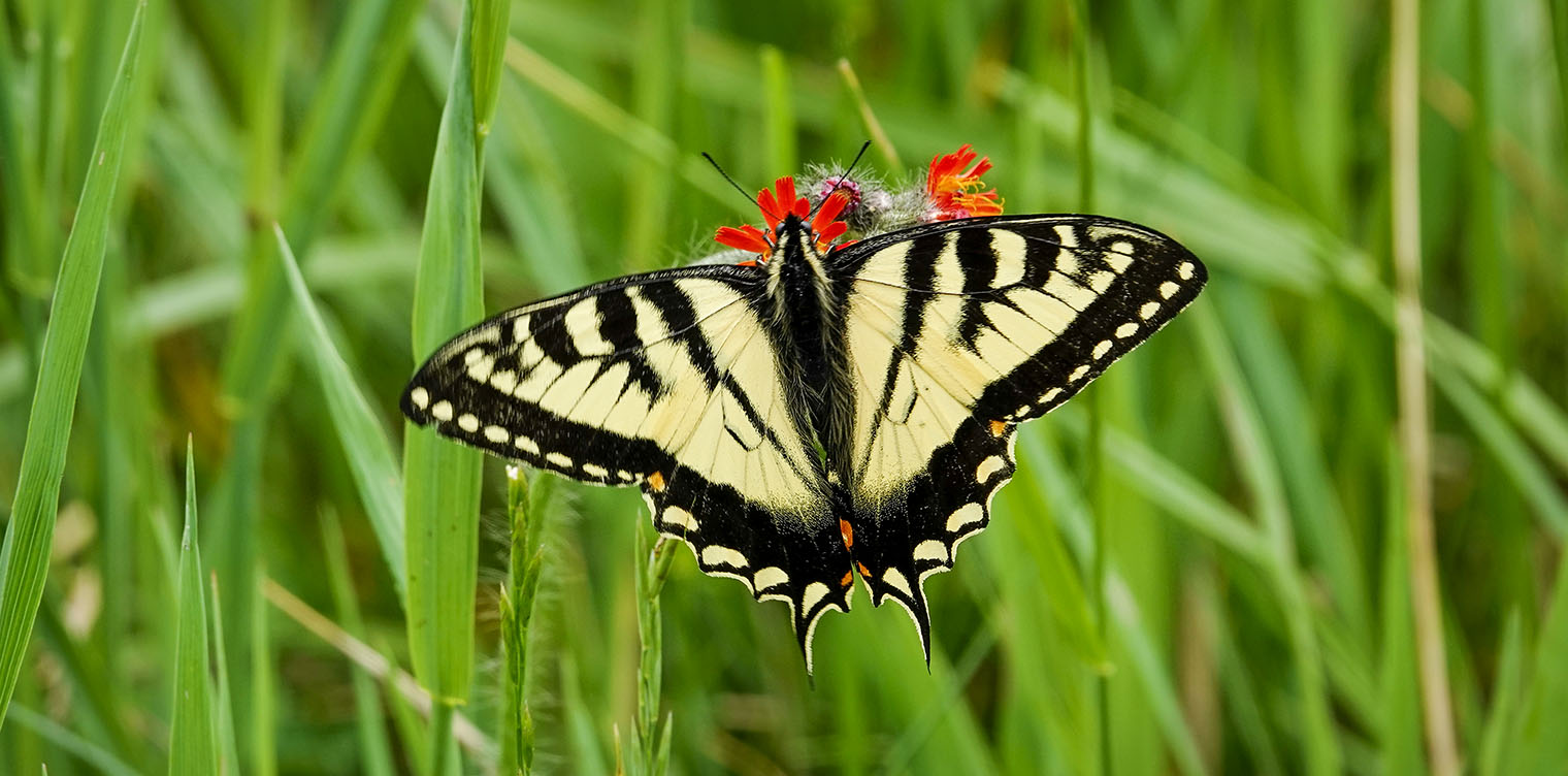 11-canadian-tiger-swallowtail-butterfly-facts