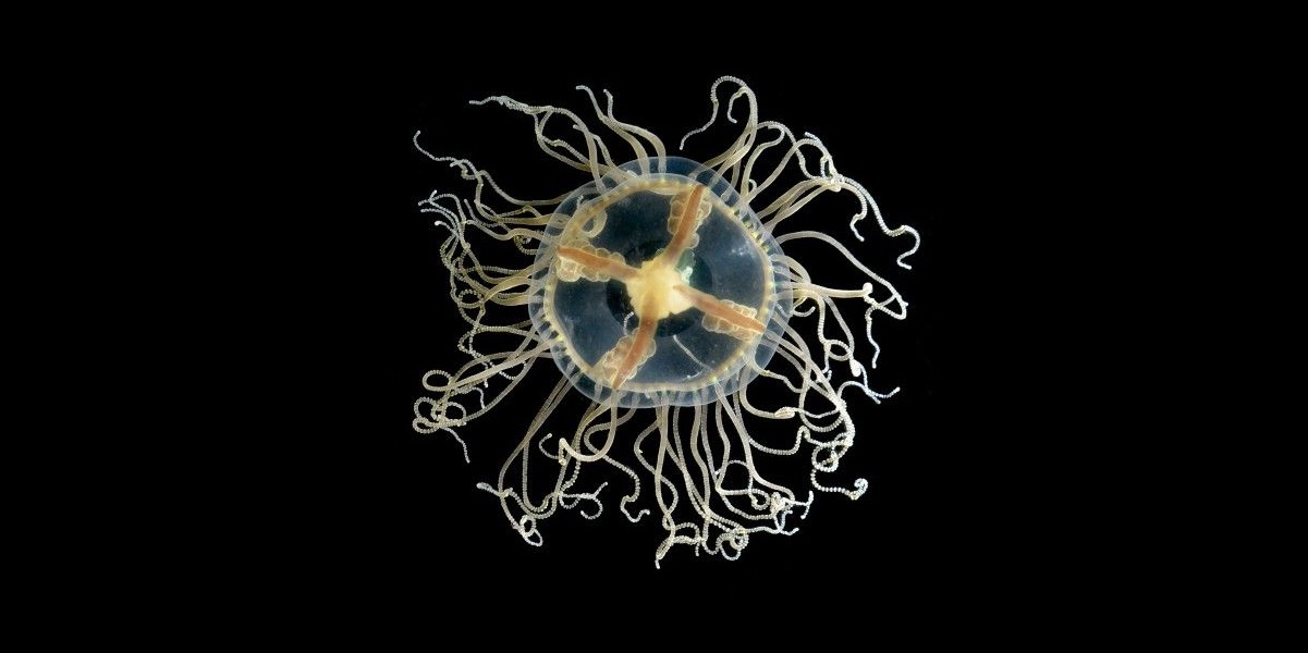 11-clinging-jellyfish-facts