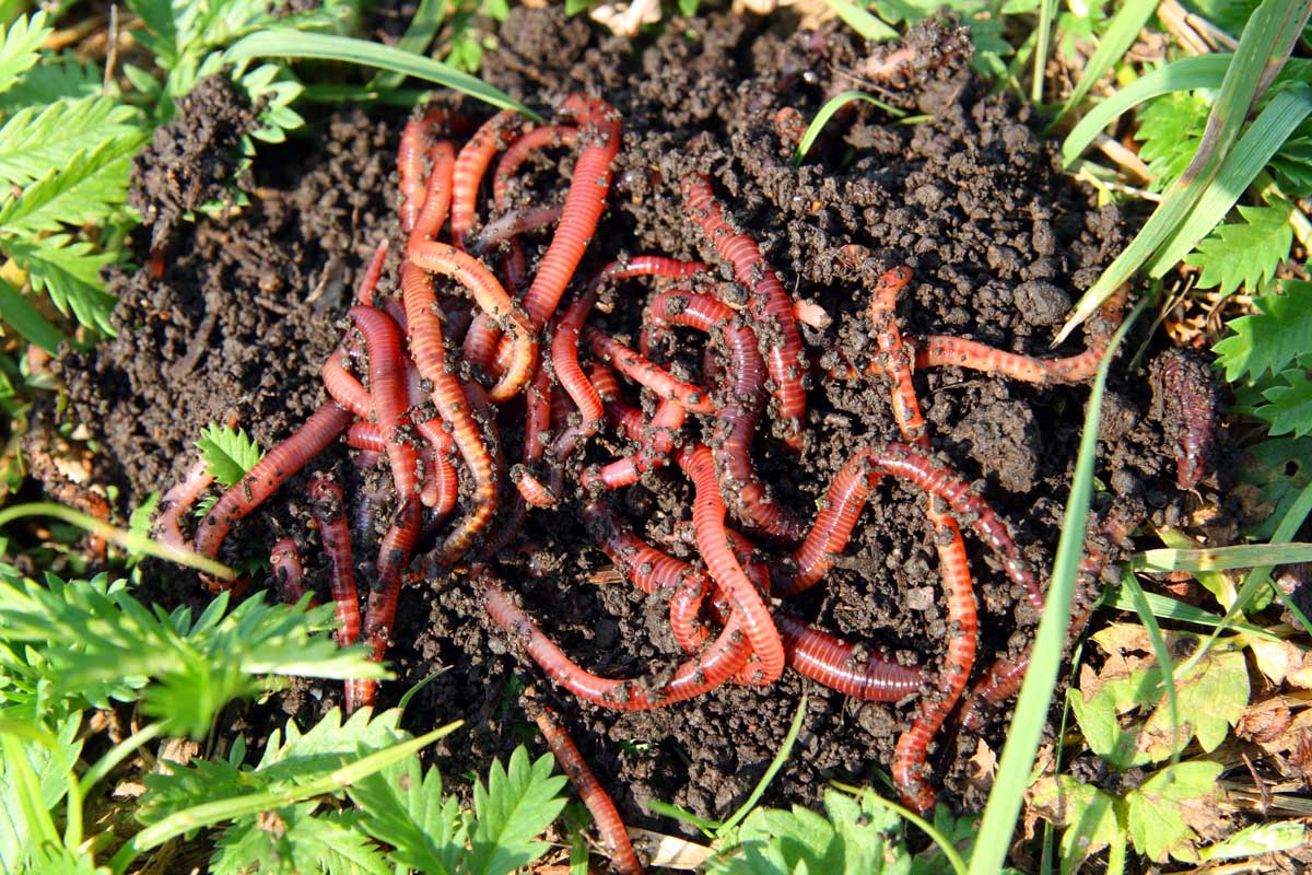 11-compost-worm-facts