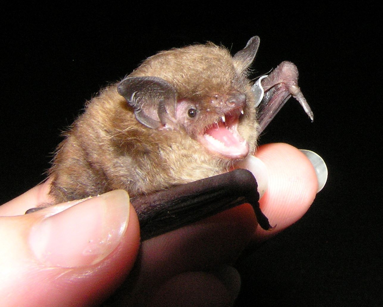 11-eastern-pipistrelle-bat-facts