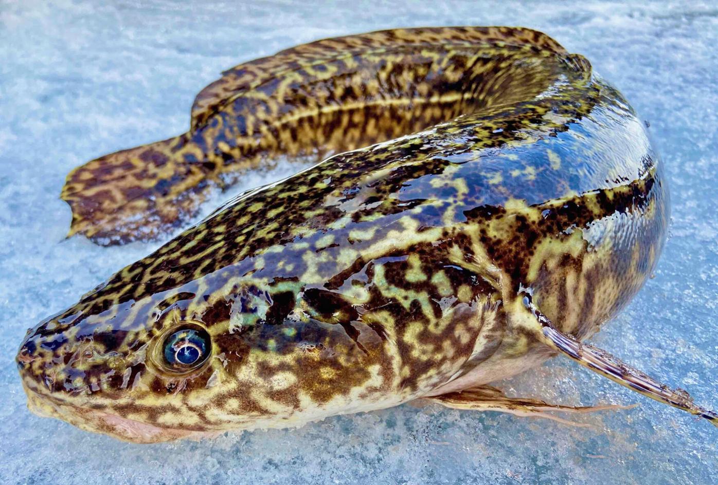11-eelpout-fish-facts