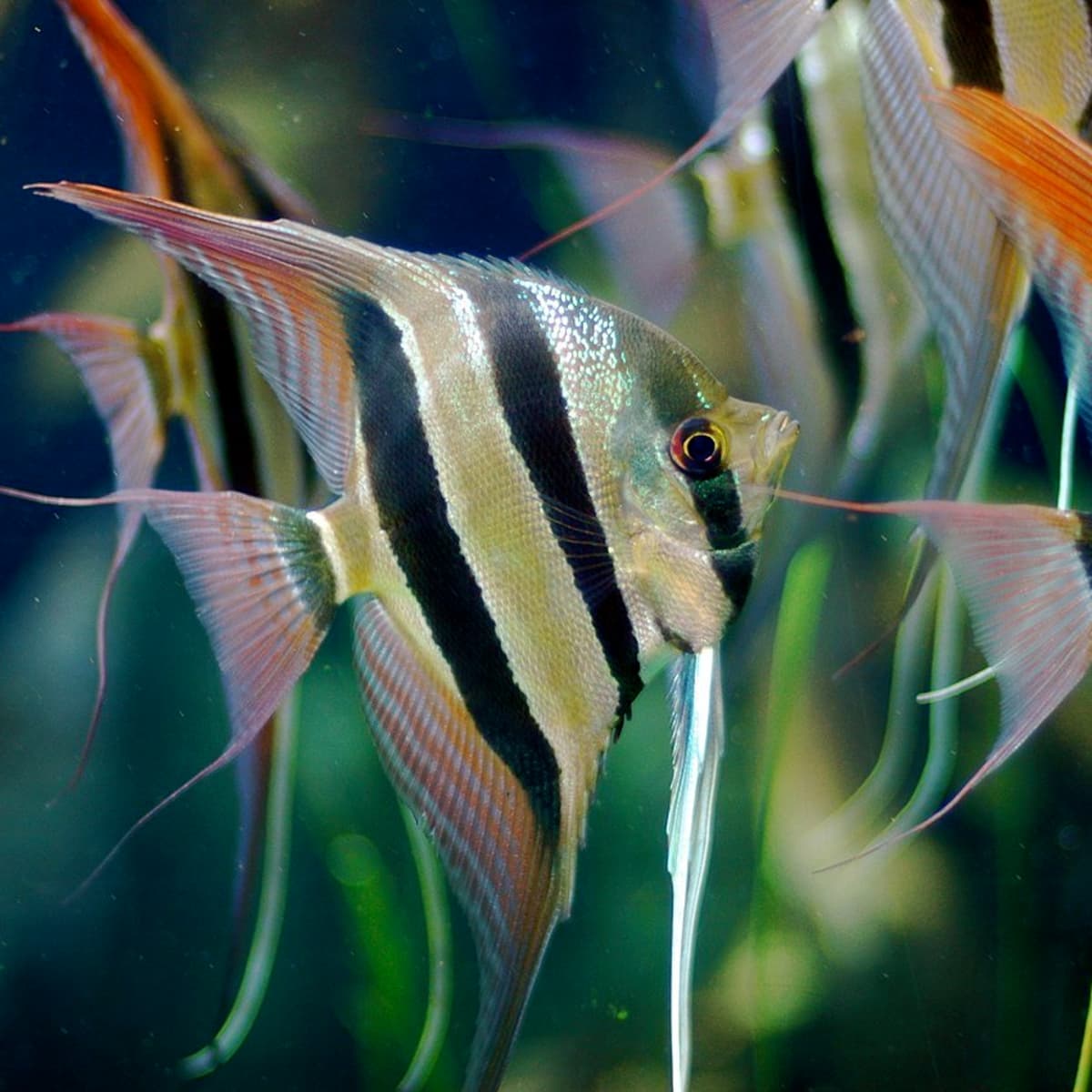 11-facts-about-angel-fish