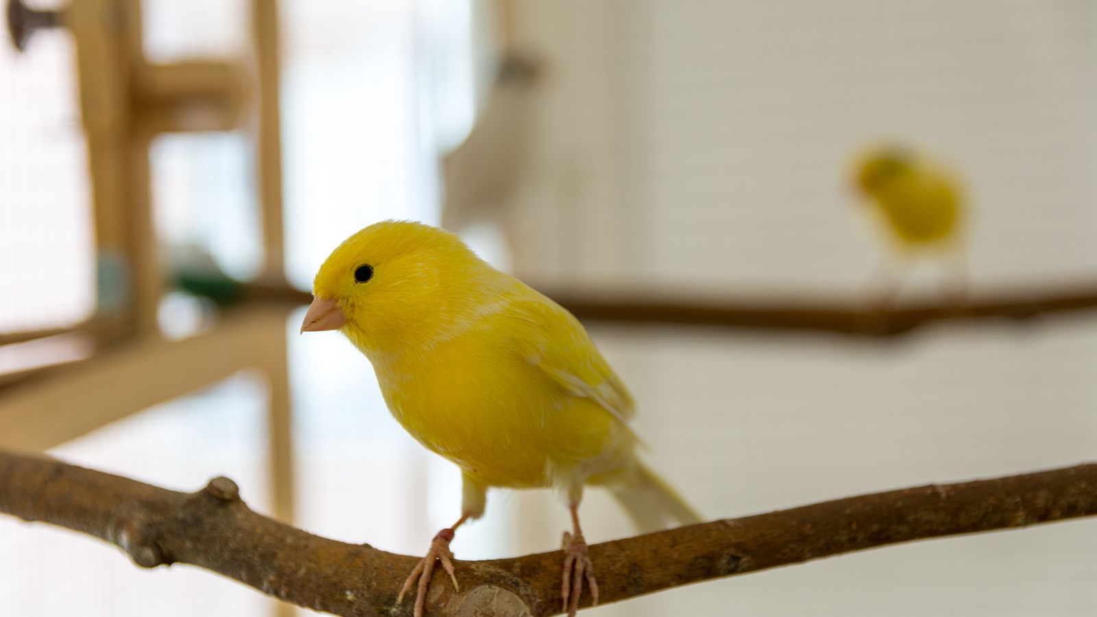 11-facts-about-canaries