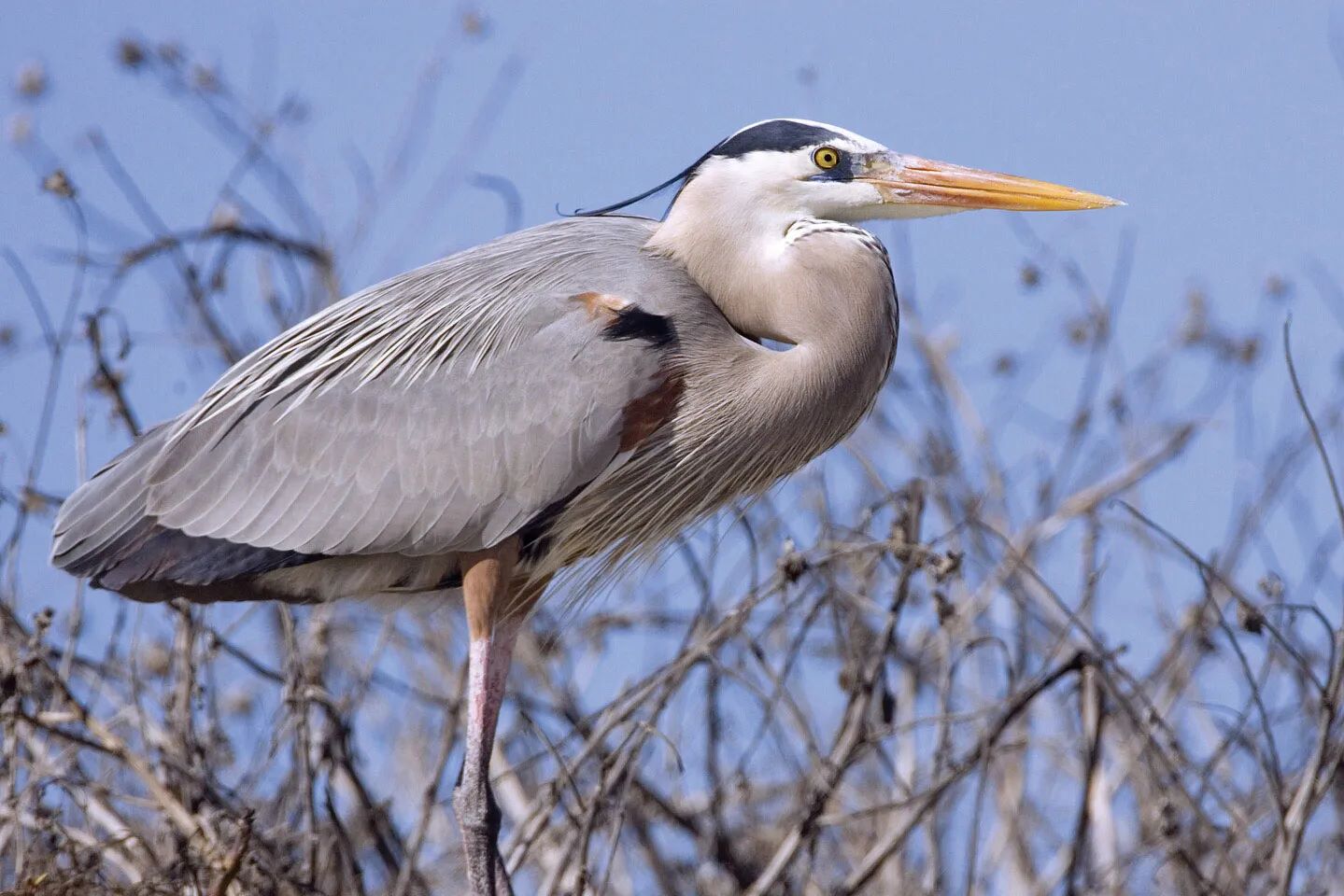 11-facts-about-herons