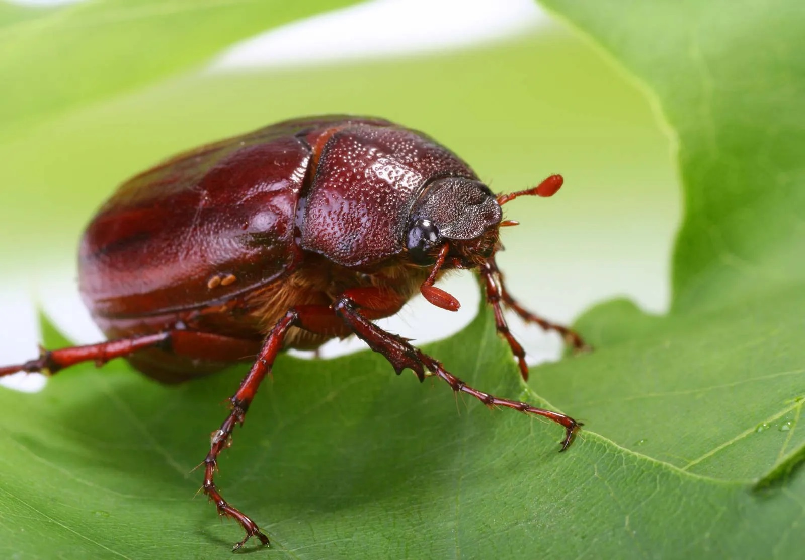 15 Milkweed Beetle Facts 