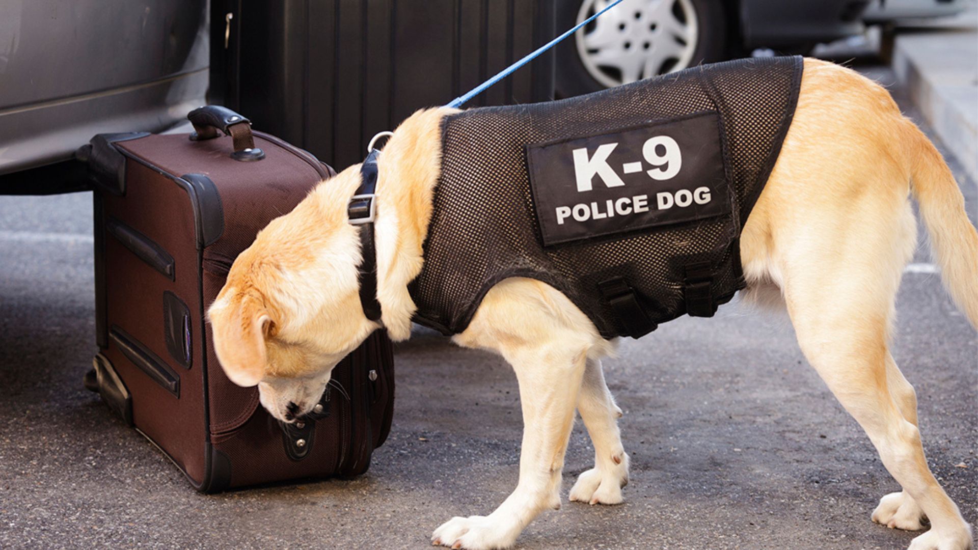 11-facts-about-k9-dogs