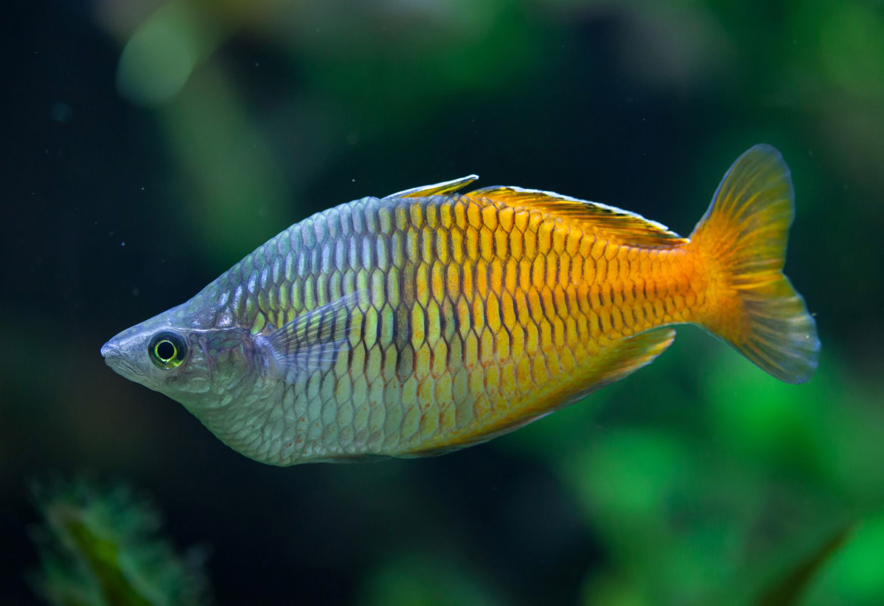 11-facts-about-rainbow-fish