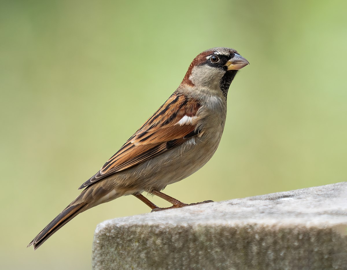 11-facts-about-sparrows