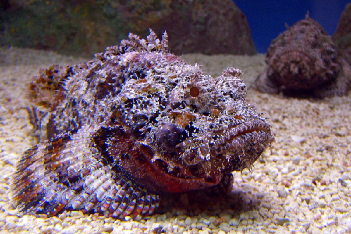 11-facts-about-stonefish