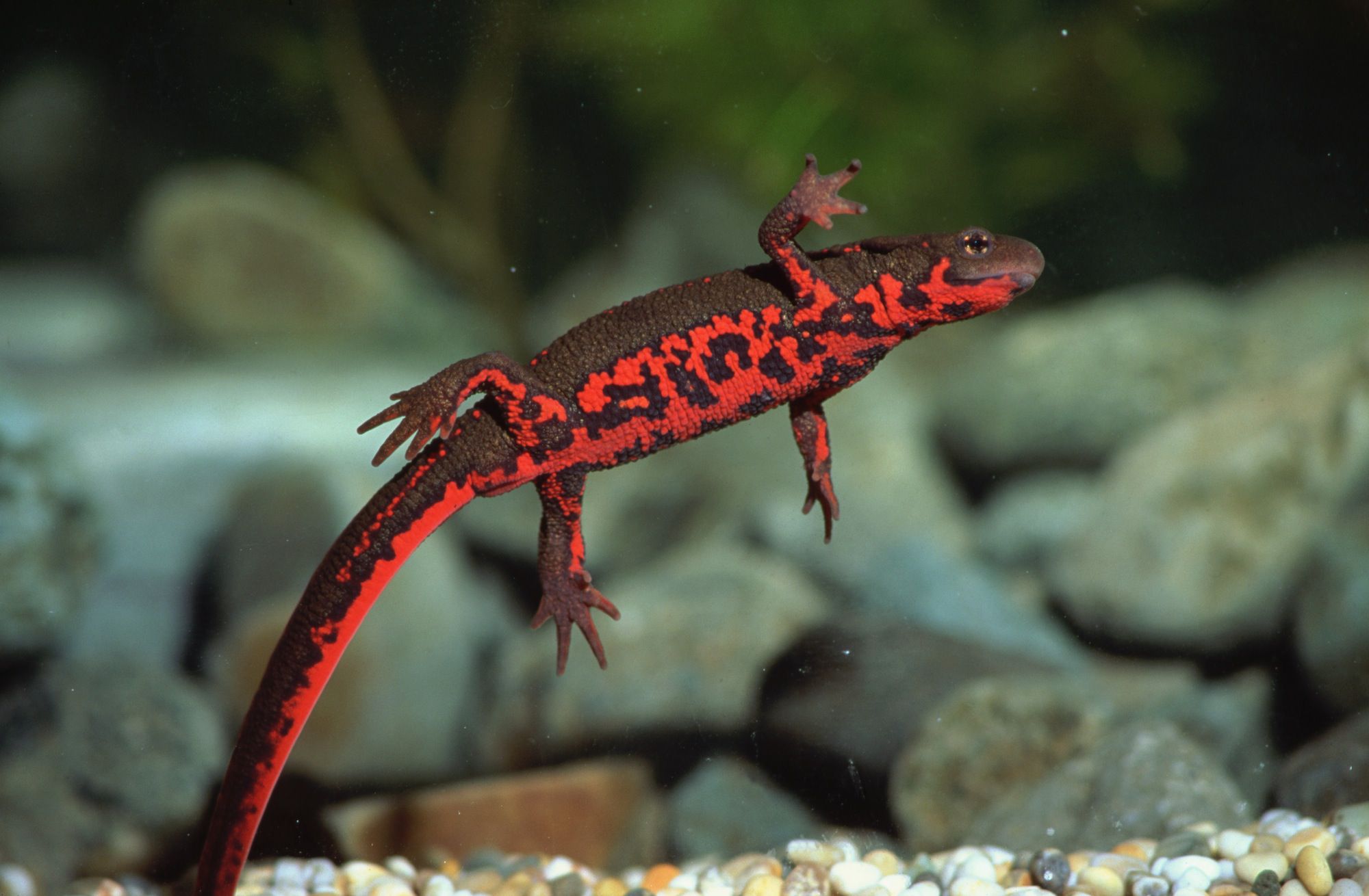 11-fire-bellied-newt-facts
