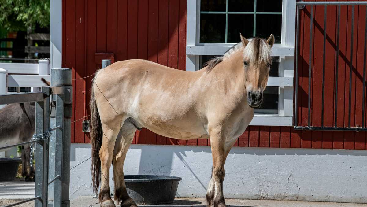 11-fjord-horse-facts