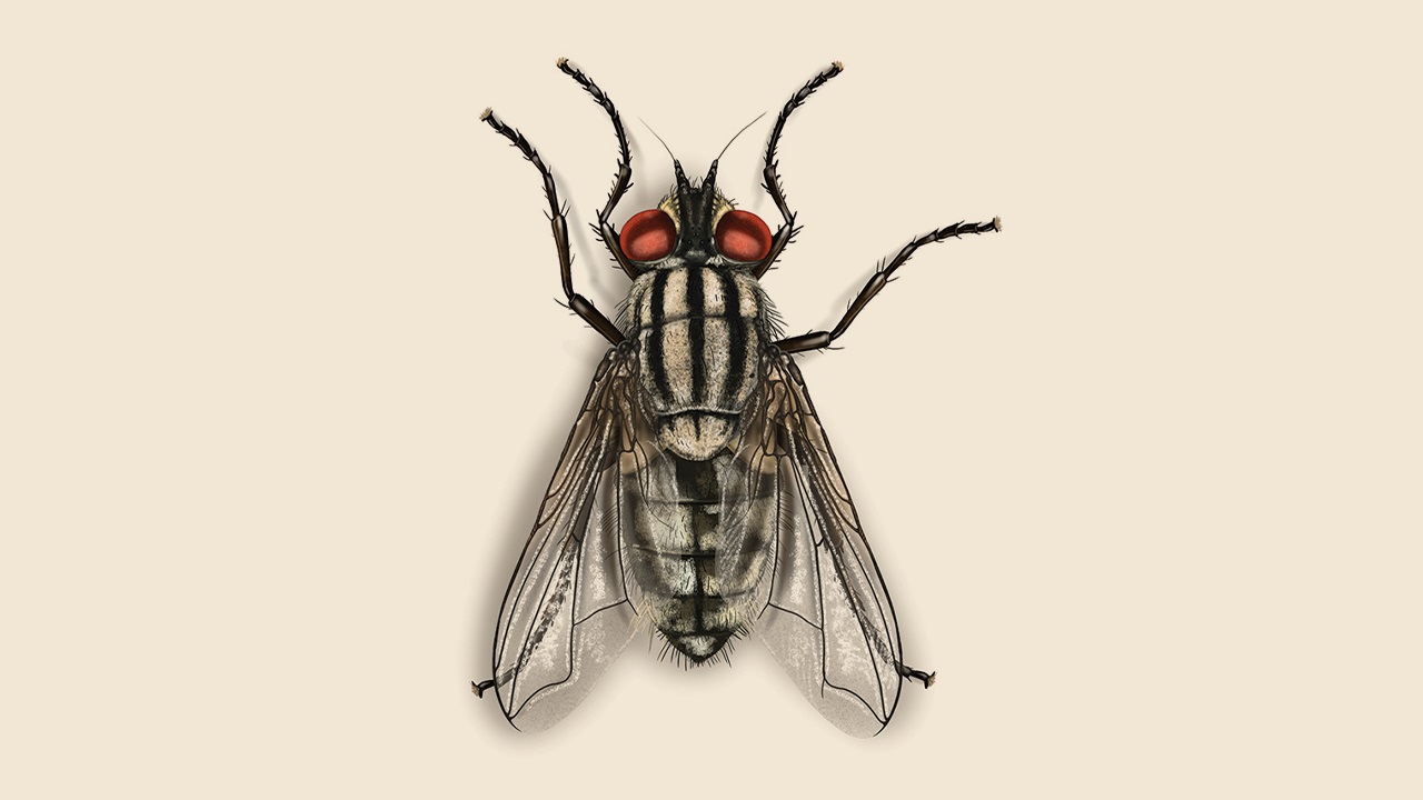 11-flesh-fly-facts