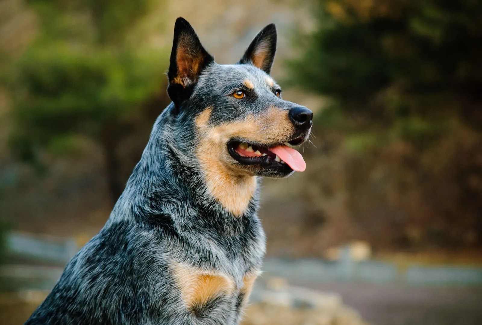 11-fun-facts-about-blue-heelers