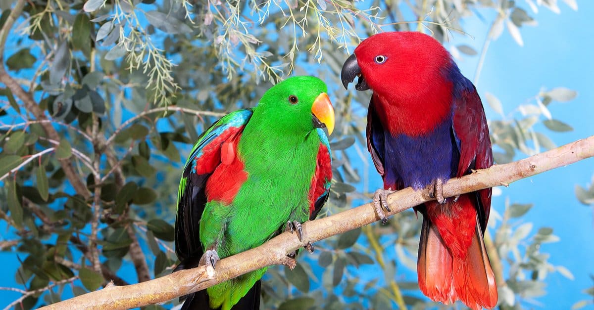 11-fun-facts-about-eclectus-parrots
