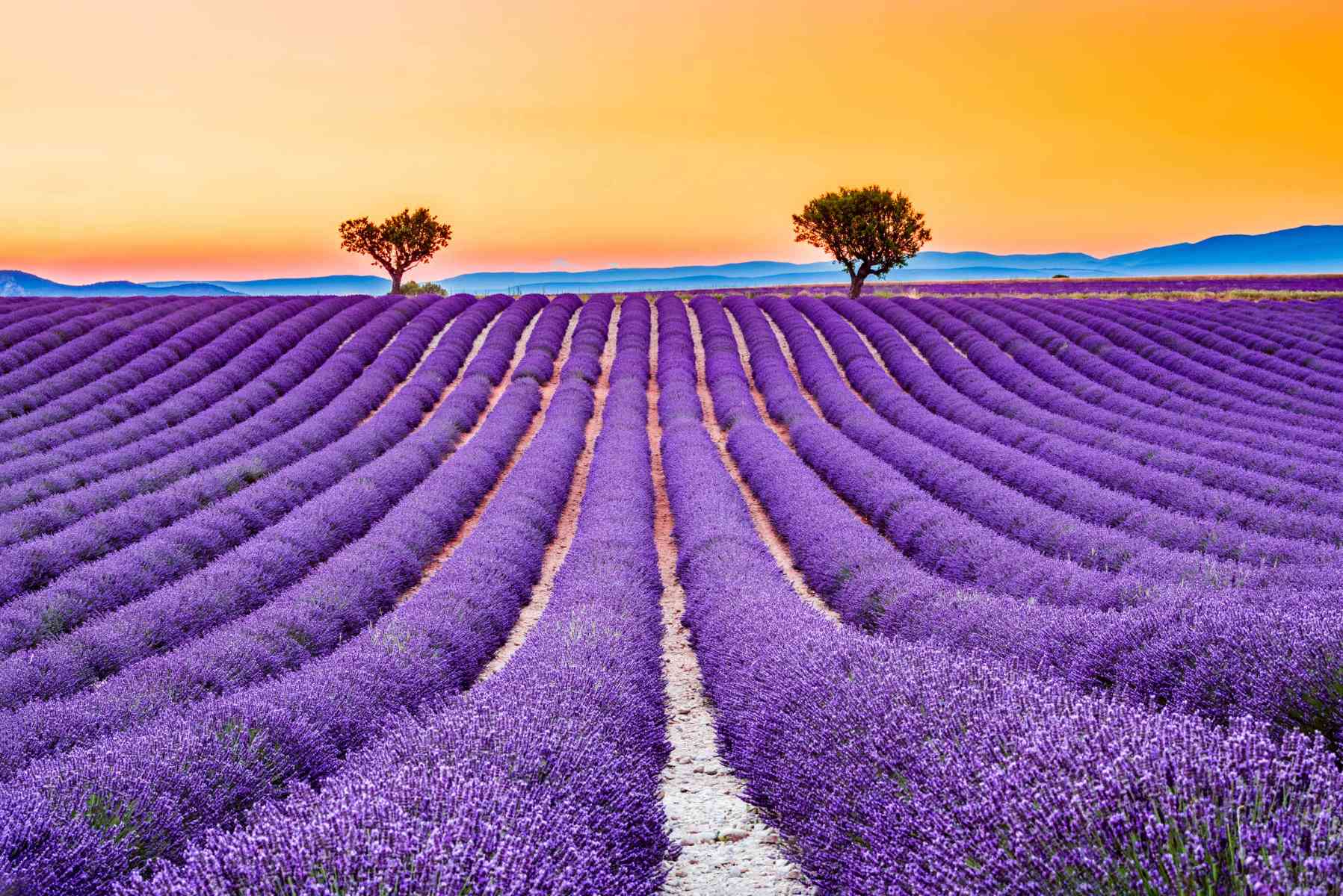 11-fun-facts-about-lavender