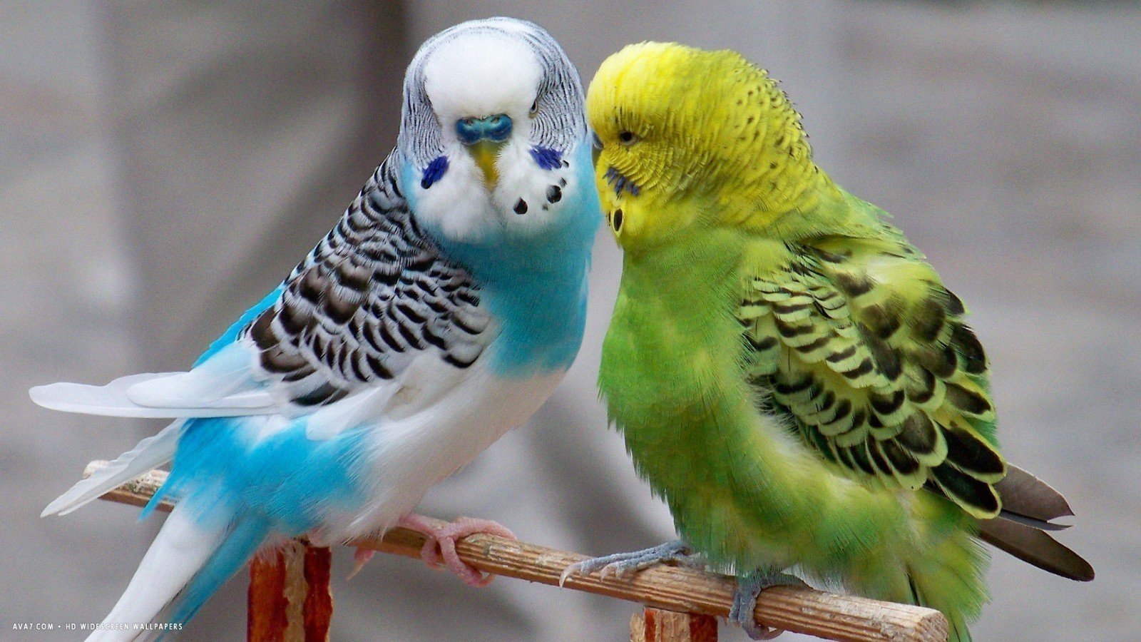 11-fun-facts-about-parakeets
