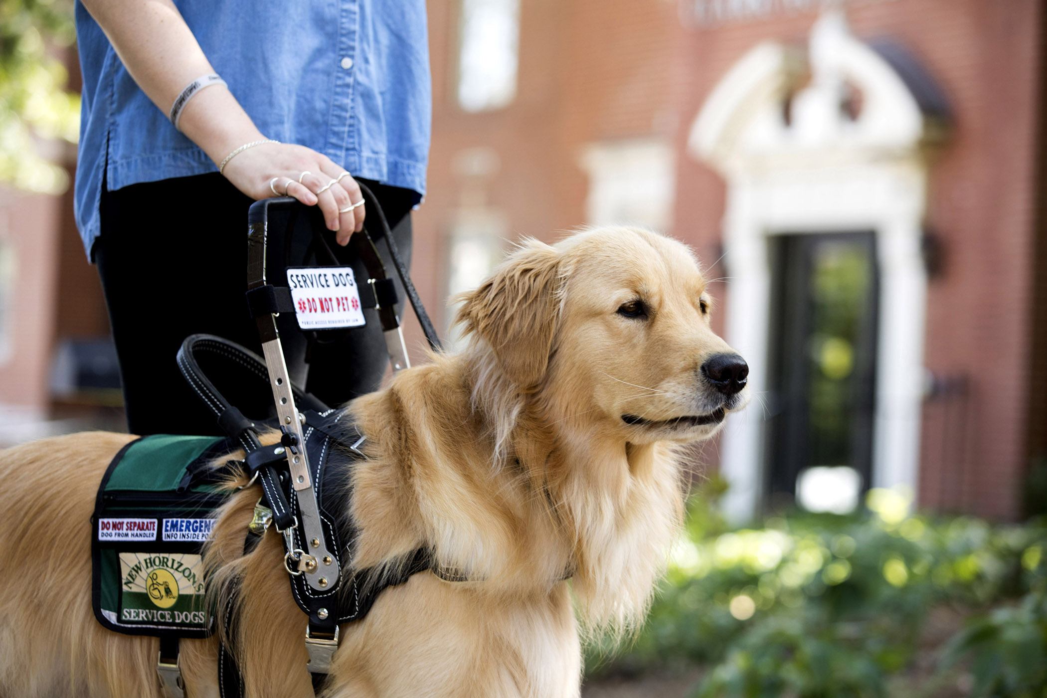 11-fun-facts-about-service-dogs