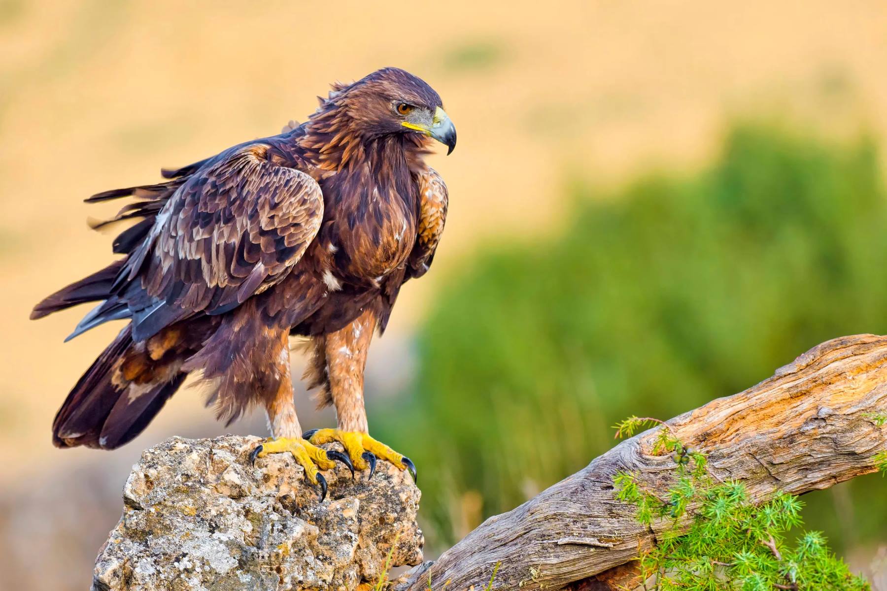 11-golden-eagle-facts-for-kid
