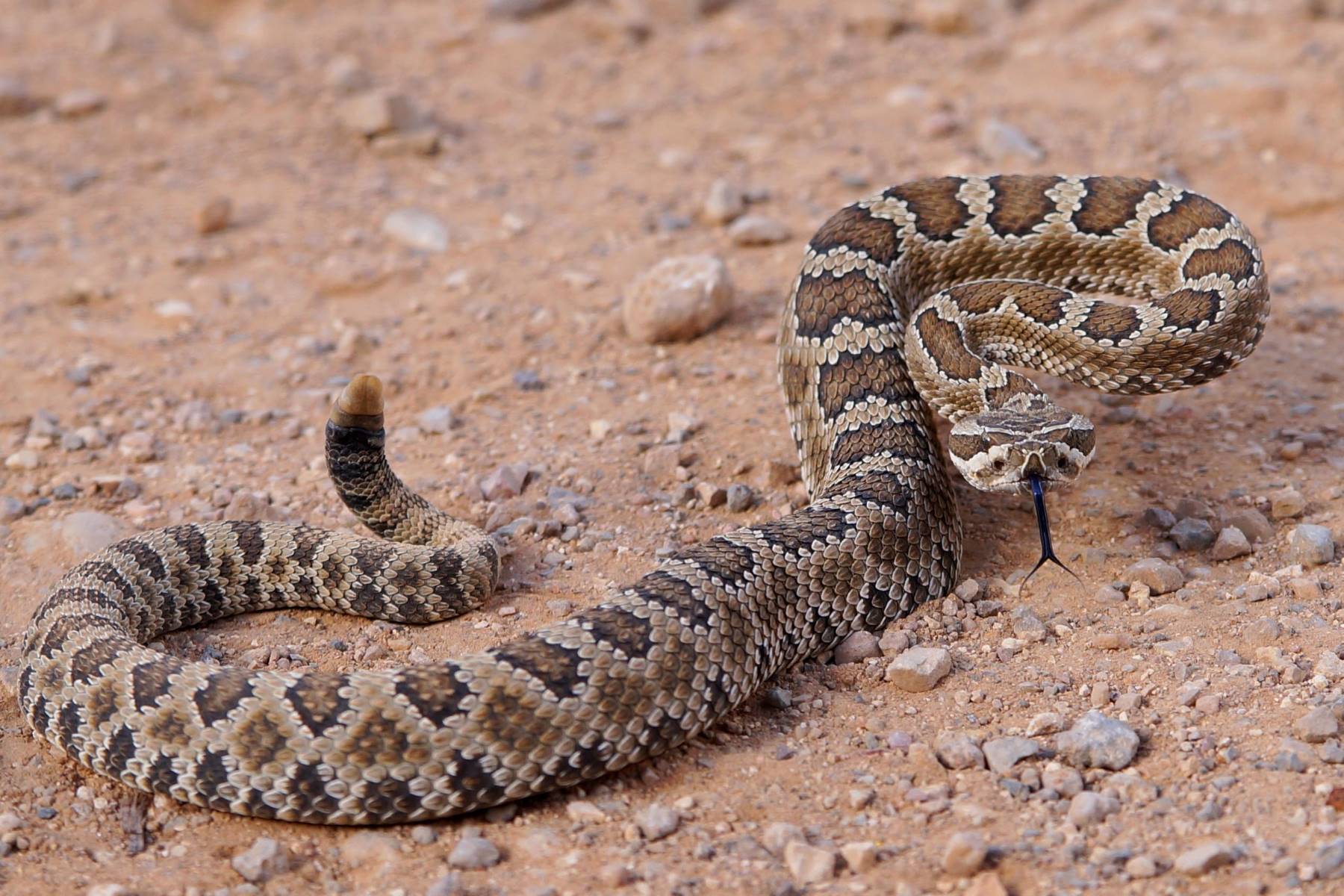 11-great-basin-rattlesnake-facts