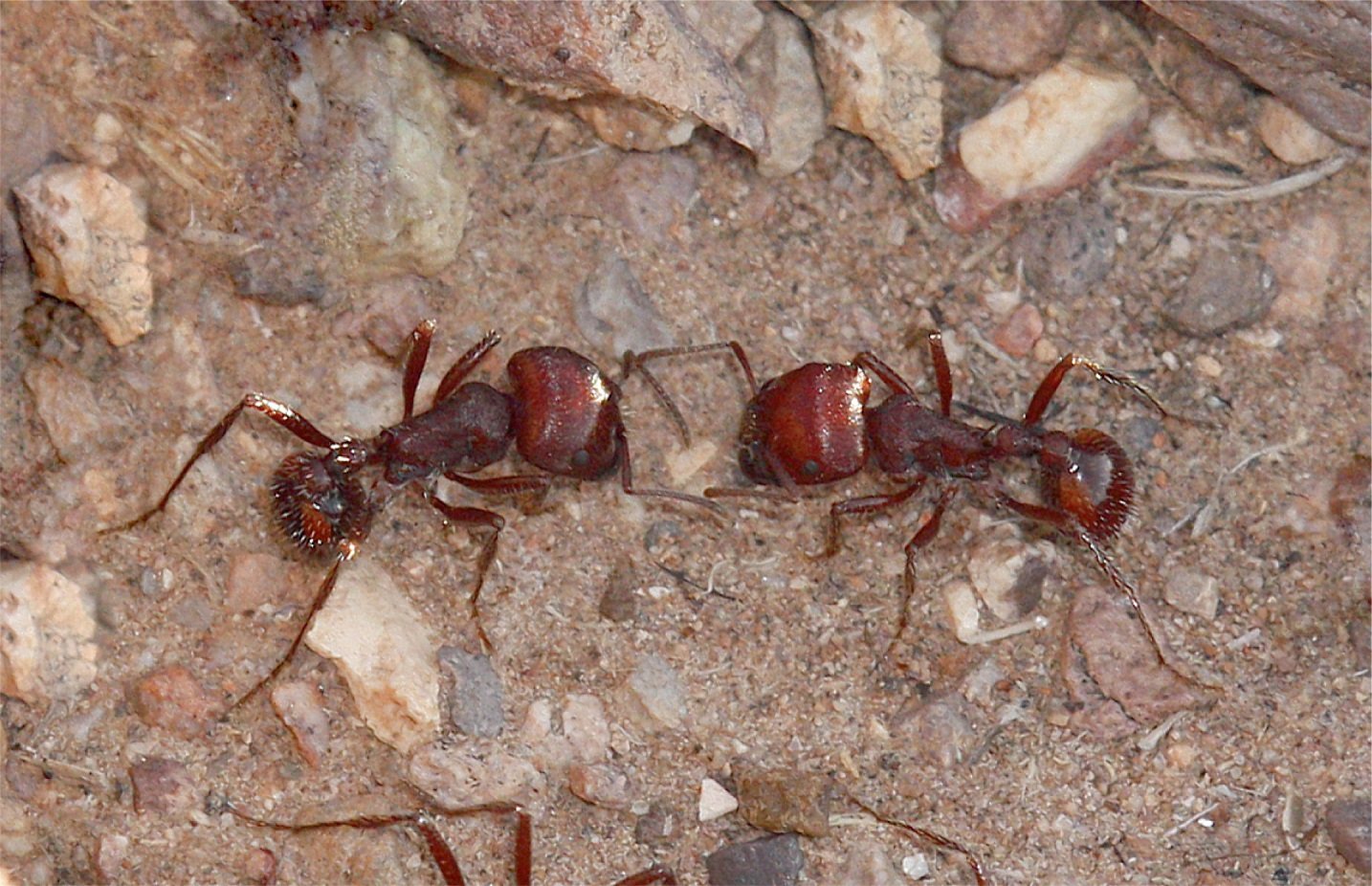 11-harvester-ant-facts