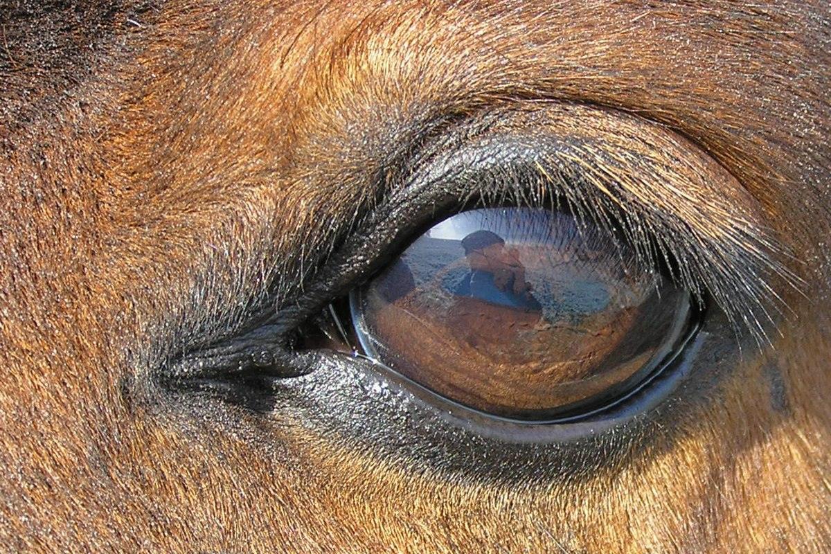 11-horse-eyesight-facts