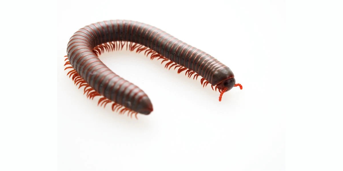 11-millipede-facts-for-kids