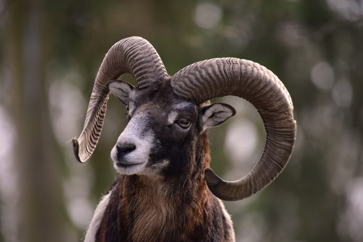 11-mouflon-sheep-facts