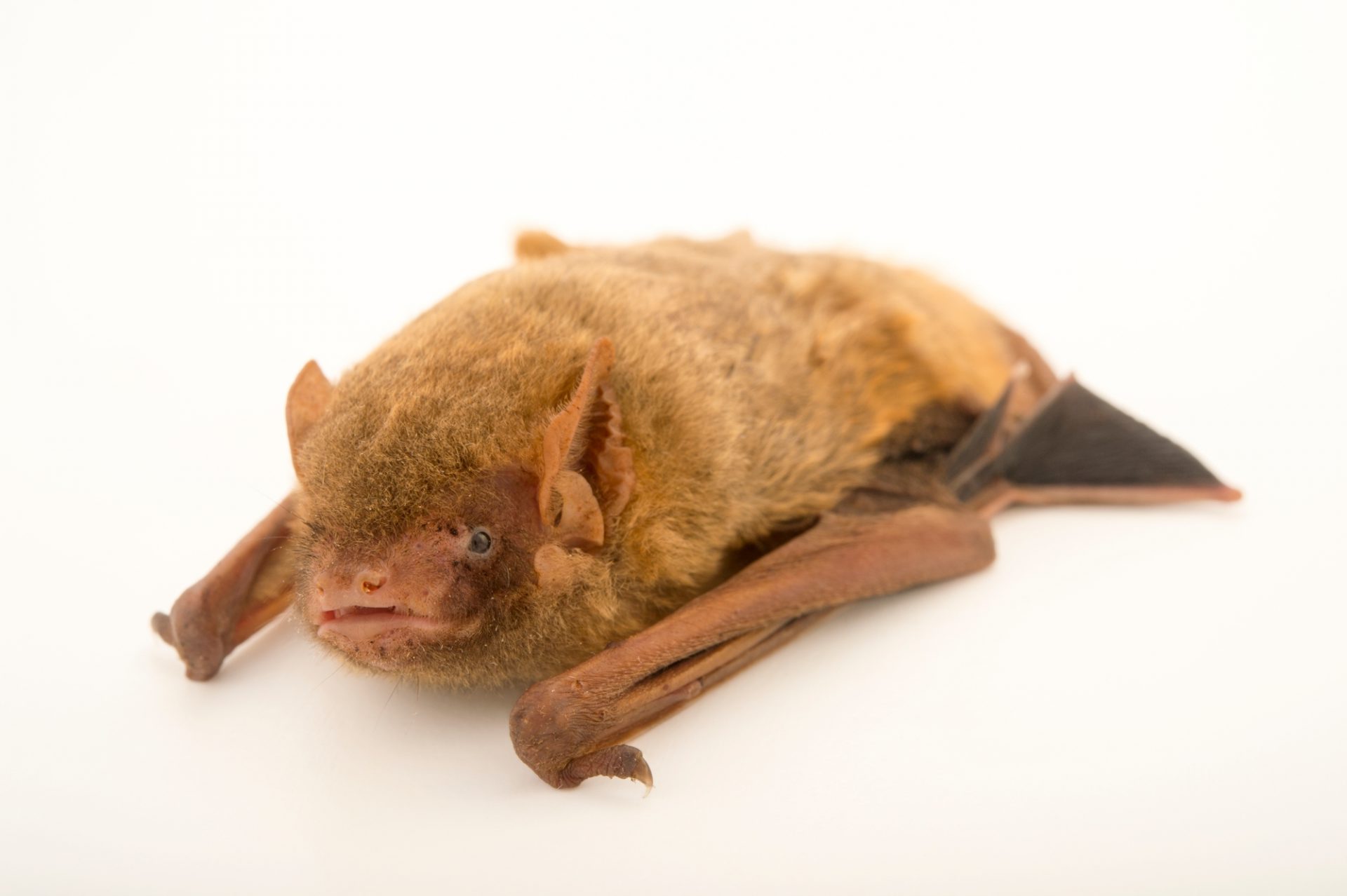 11-northern-yellow-bat-facts