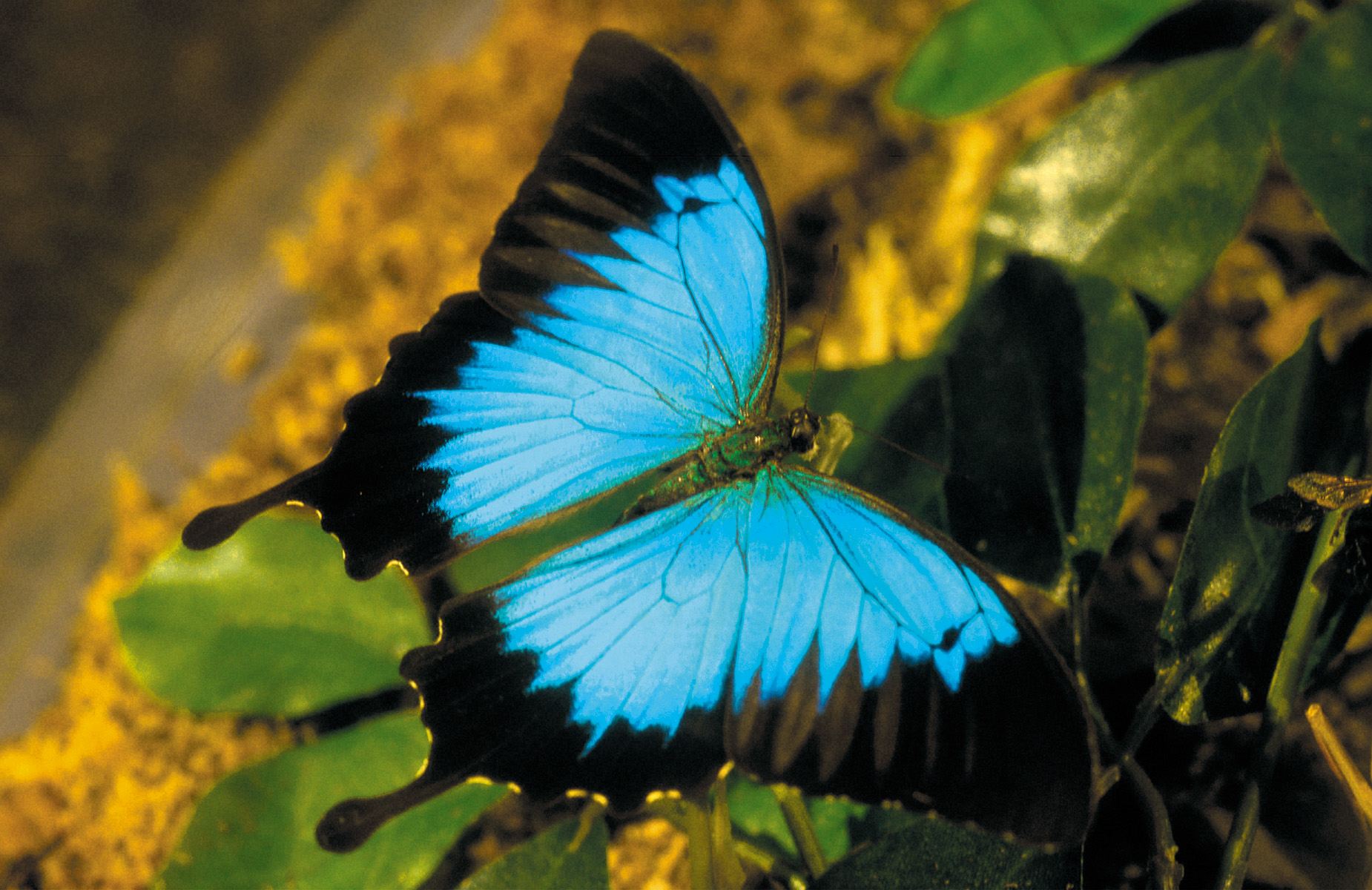 11 Papilio Ulysses Butterfly Facts - Facts.net