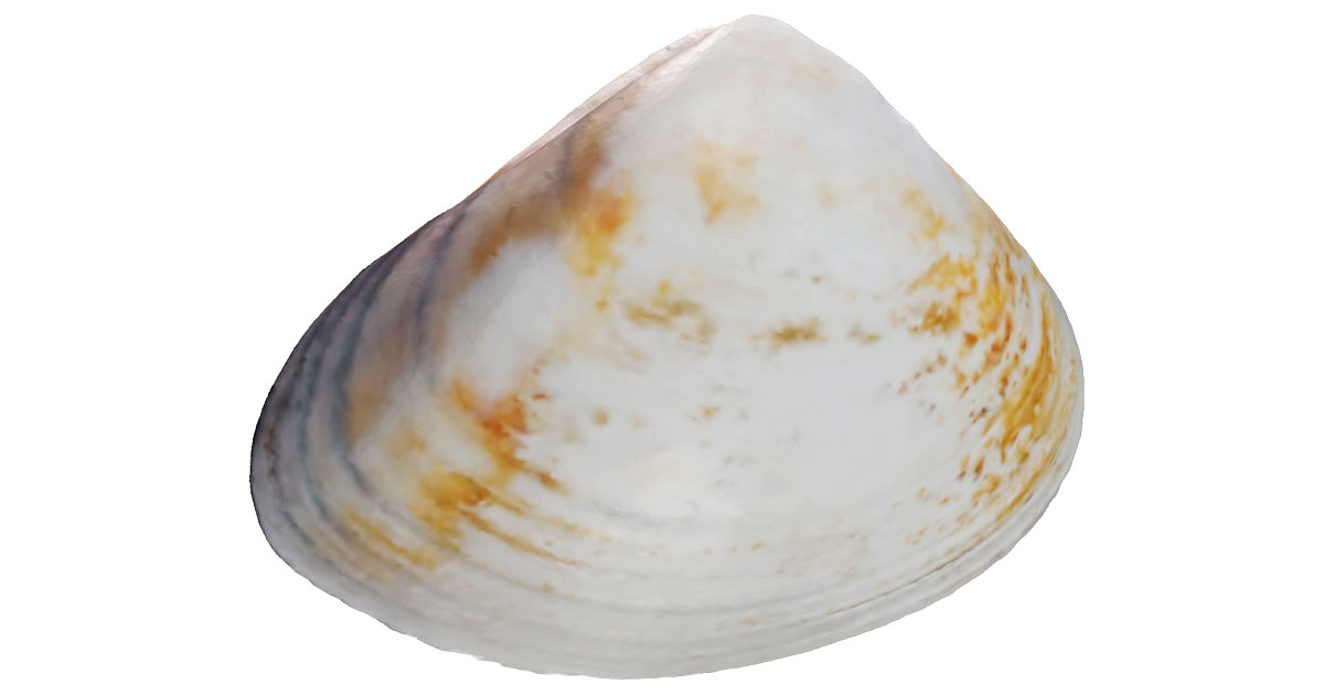 https://facts.net/wp-content/uploads/2023/12/11-pismo-clam-facts-1702868753.jpg
