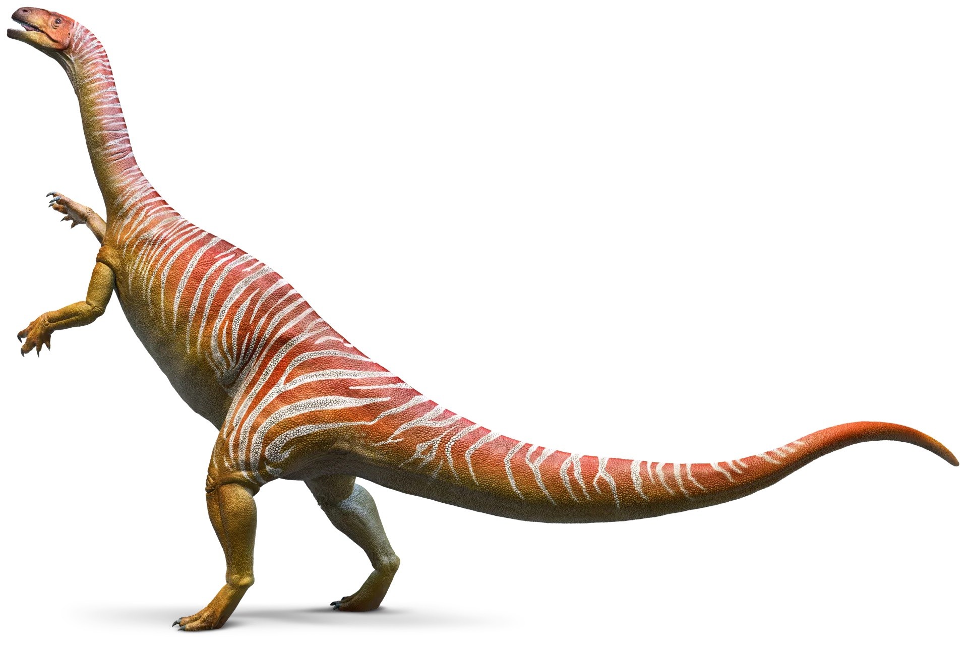 11-plateosaurus-facts