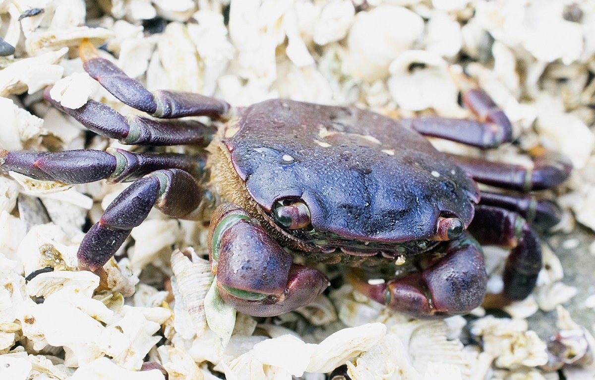 mole crab- A-Z Animals