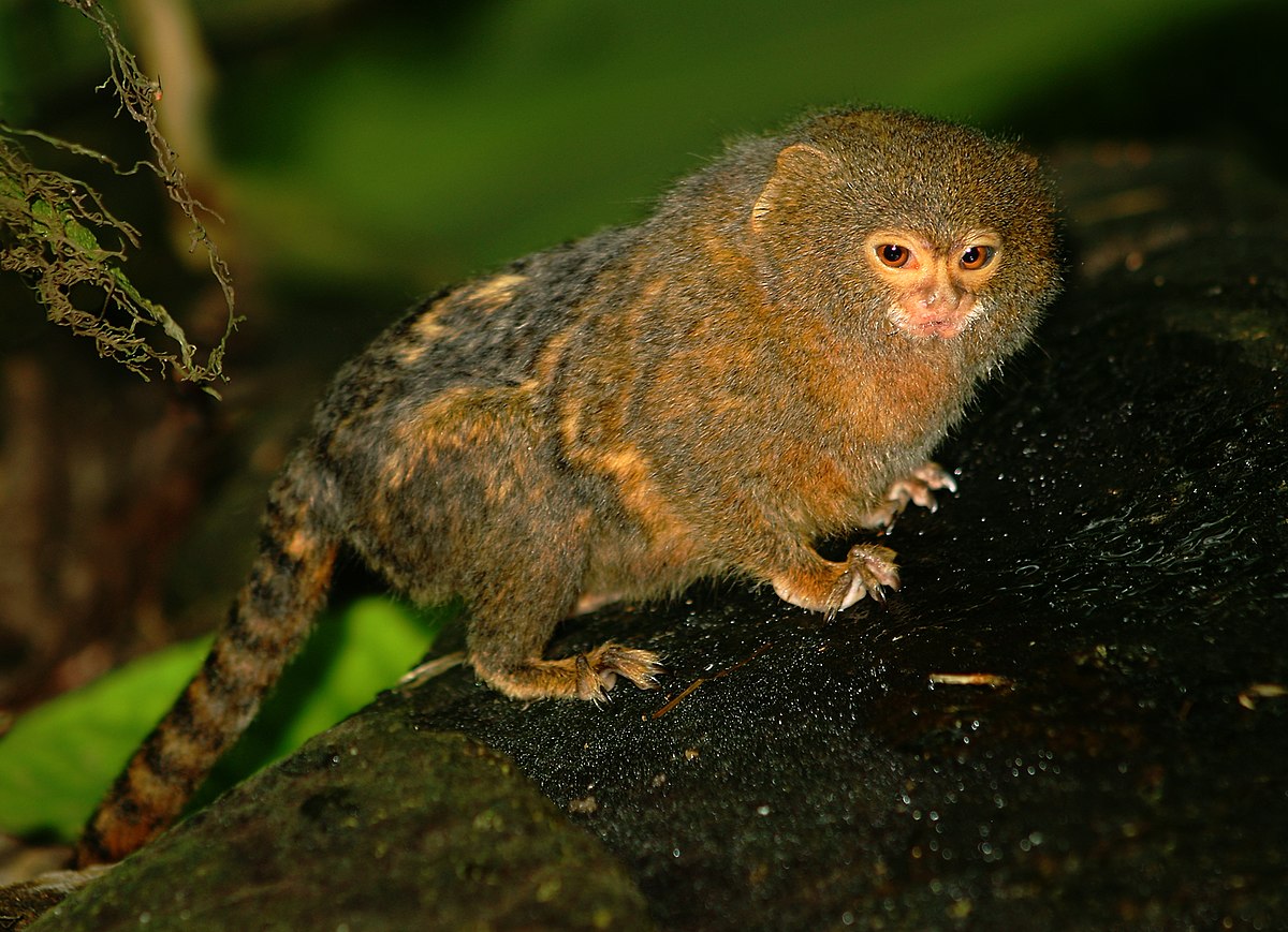 11-pygmy-marmoset-fun-facts
