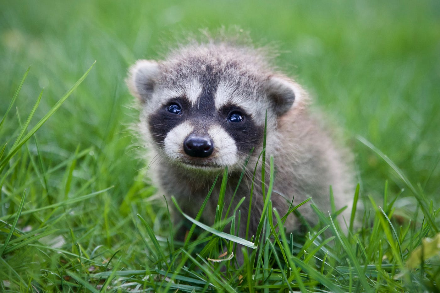11-raccoon-babies-facts