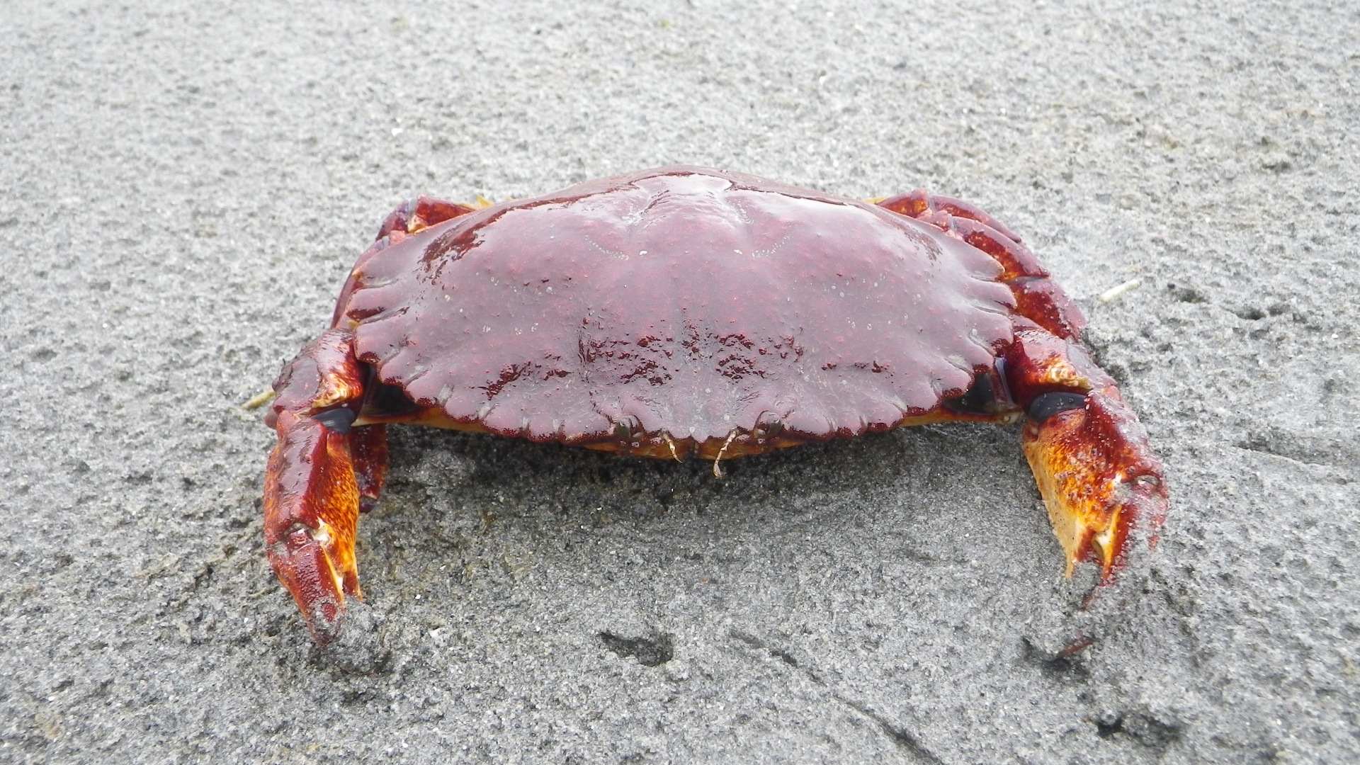 11-red-rock-crabs-facts