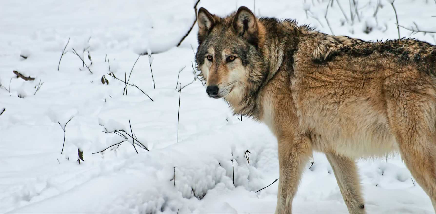 11-rocky-mountain-wolf-facts