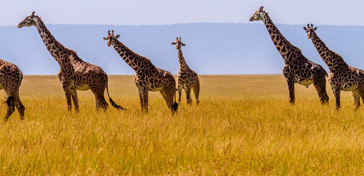 11-safari-facts