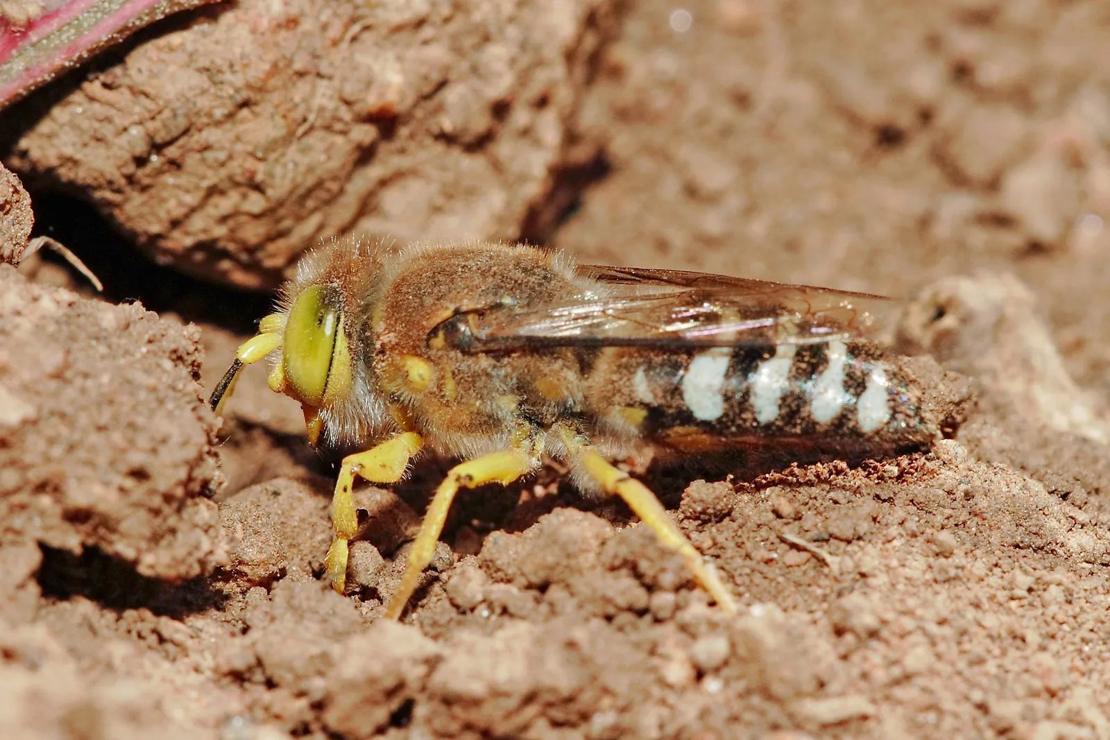 11-sand-wasp-facts