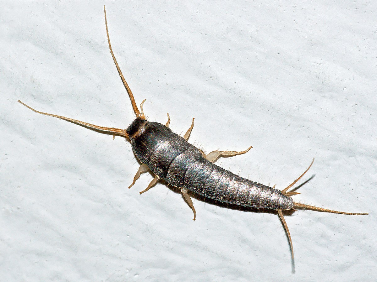 11-silverfish-facts