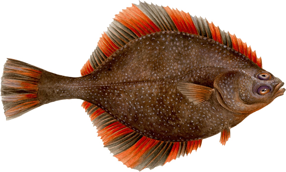 11-starry-flounder-facts