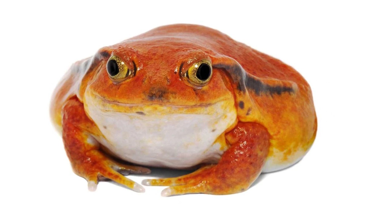 11-tomato-frog-facts