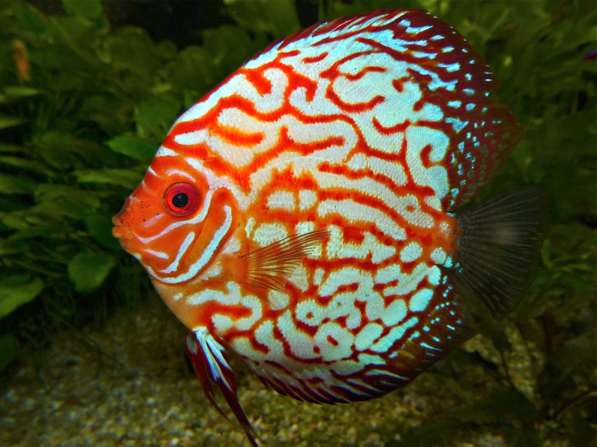 11-tropical-fish-facts
