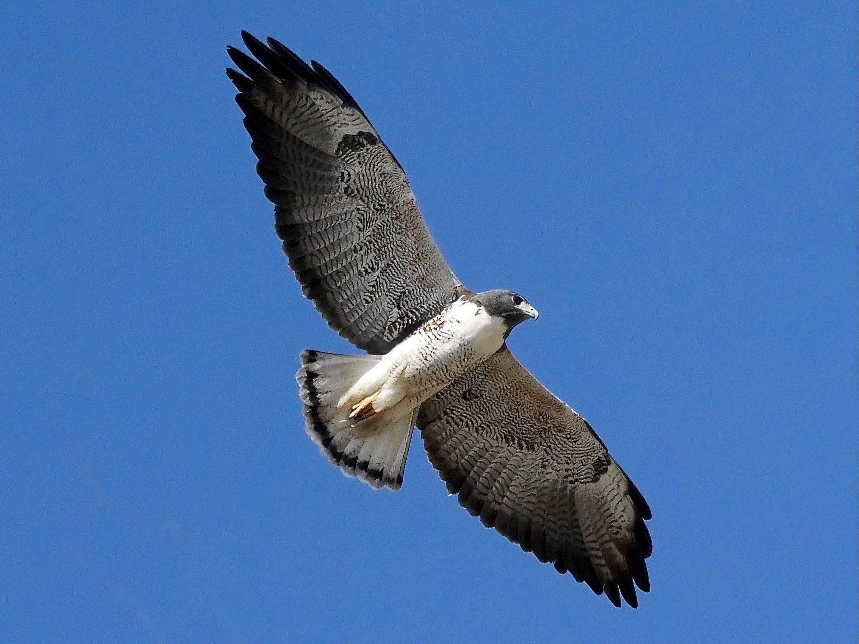 11-white-tailed-hawk-facts