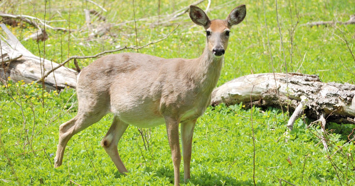 11-whitetail-deer-gestation-period-facts