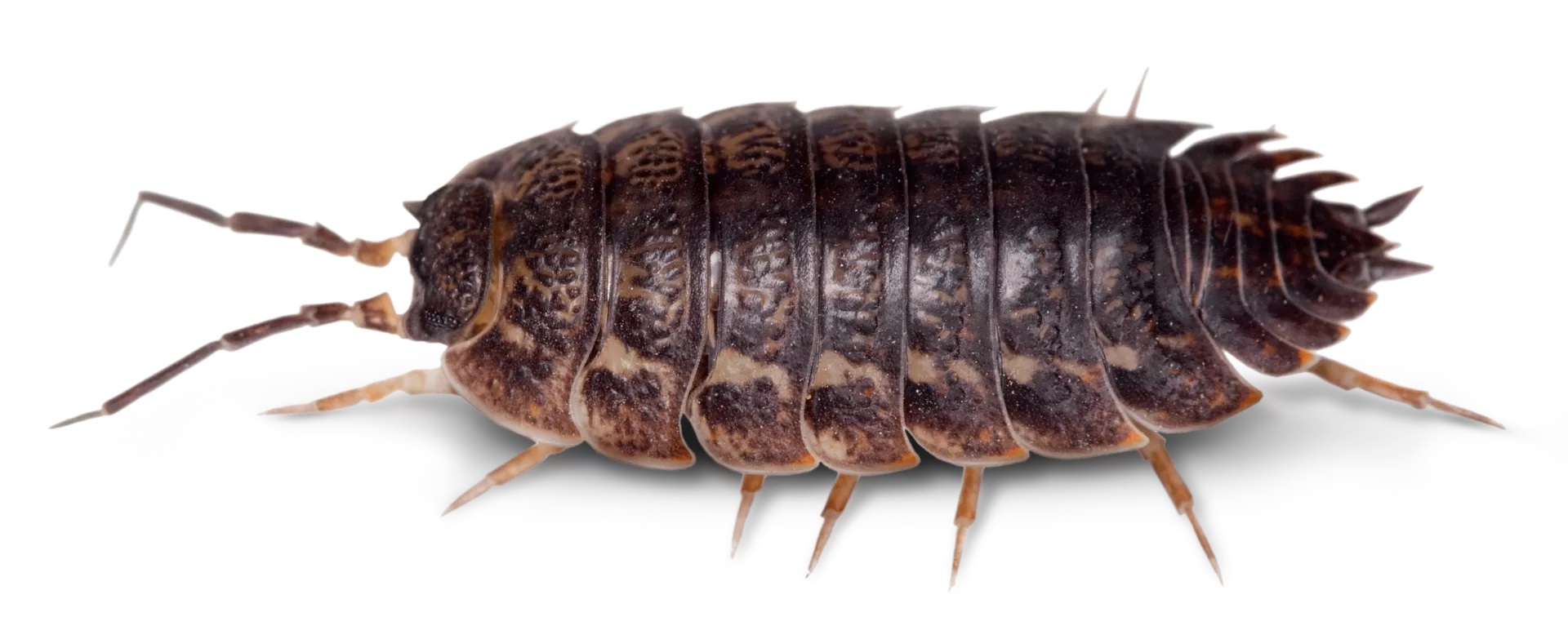 11-woodlice-facts