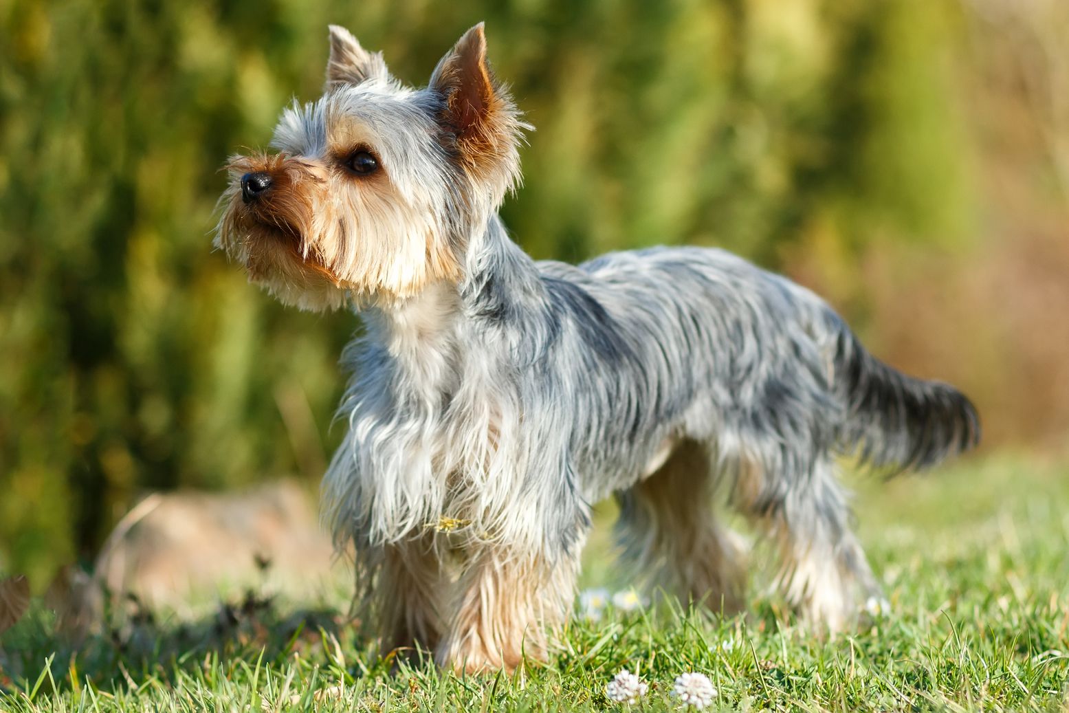 11-yorkies-facts-for-kids
