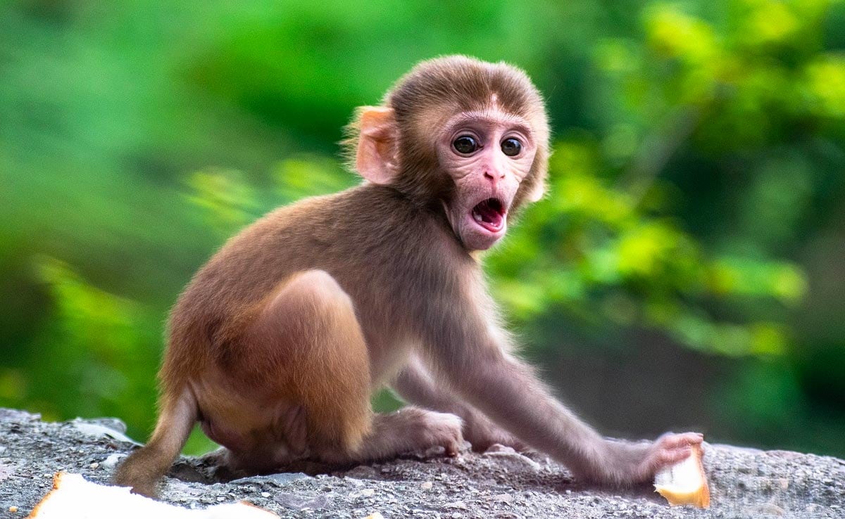 15 Baby Monkey Facts Facts 15 Baby Monkey Facts Facts