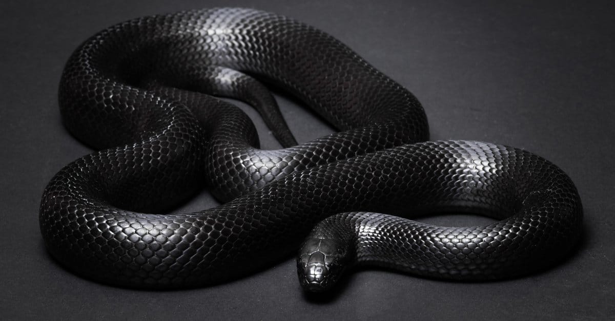 15-black-king-snake-facts