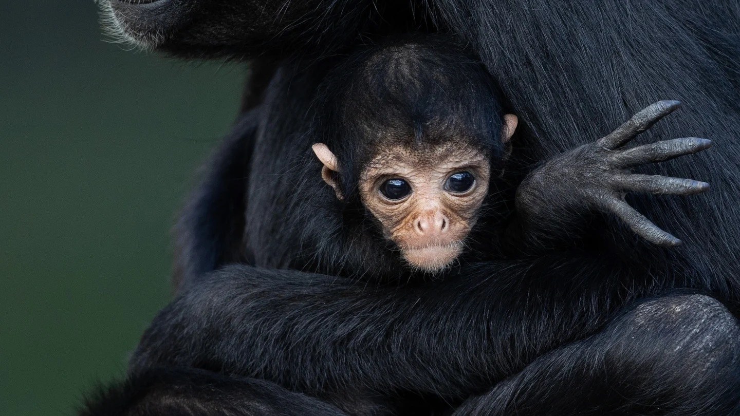 15 Black Spider Monkey Interesting Facts Facts