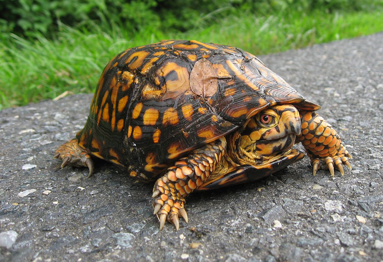 15-box-turtle-interesting-facts